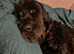 Black Russian Terrier mix