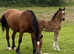 Outstanding filly foal