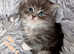 Wonderful Siberian kitten's 2Boys end 2Girls