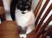 Beautiful snowshoe siamese