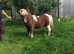Licensed miniature Shetland Stallion