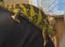 Male chameleon with setup