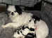 Japanese chin puppies