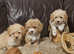 Tiny, beautiful Maltipoos puppies.