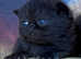 Beautiful Exotic Shorthair Kittens For Sale