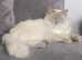 Beautiful champion line Ragdoll kittens