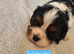 KC Registered Cavalier Puppies from Champ line
