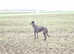 REDUCED! Ramaway deerhounds