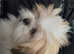 Female shih-tzu