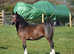 Section d colt foal