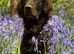 1 Super liver flatcoat retriever puppy 8 weeks old