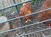 5 hybrid chickens 2 rhode island reds and 3 warrens