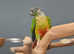 Baby Green Cheek Conure,17