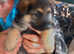 Gsd specialist rehoming and training rescue establish 40yrs  English Big chunky puppies