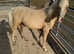 Palomino yearling