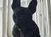 Female French bulldog