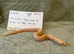 Albino hognose snakes for sale! Last years babys