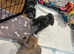 REDUCED For Loving Homes