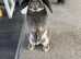 Two female rabbits to be homed