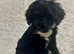 Reserved* F1 Ttoodle Tibetan terrier doodle puppy