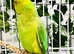 Stunning baby Indian ringnick parrot