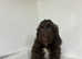 1 stunning chocolate cockapoo boy