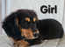 Miniature dachshund puppies