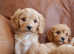 Stunning F1b Health Tested Cavapoo Puppies