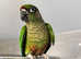 Stunning green check conure parrot