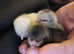 3 x day old chicks and heated brooder