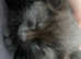 Black cat