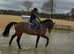 Attractive 16.1/16.2 Irish sport horse gelding