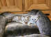 British shorthair kittens for sale