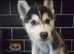 Husky malamute X husky pup's