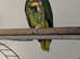 Amazon parrot