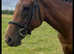 Trixie