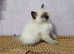 Ragdoll kittens, Amazing Boy, Ready for a new home