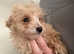 Male poochon looking for his forever home!