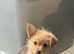 Miniature Dauchshund/Pomeranian cross puppies