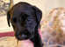 Labrador puppy's for sale