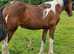 ROSE 15 month old filly