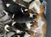 Beagle puppy male