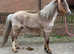 Registered welsh a colt 4 years old