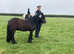Gorgeous 4 yr old 12.1 gypsy cob