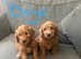 Beautiful Irish doodle puppies