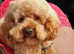 Small multipoo