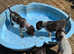 German wirehaired pointer puppies