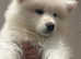 9 weeks female Samoyed