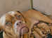 Dogue de bordeaux pups for sale