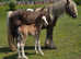 Brood mare with colt foal at foot